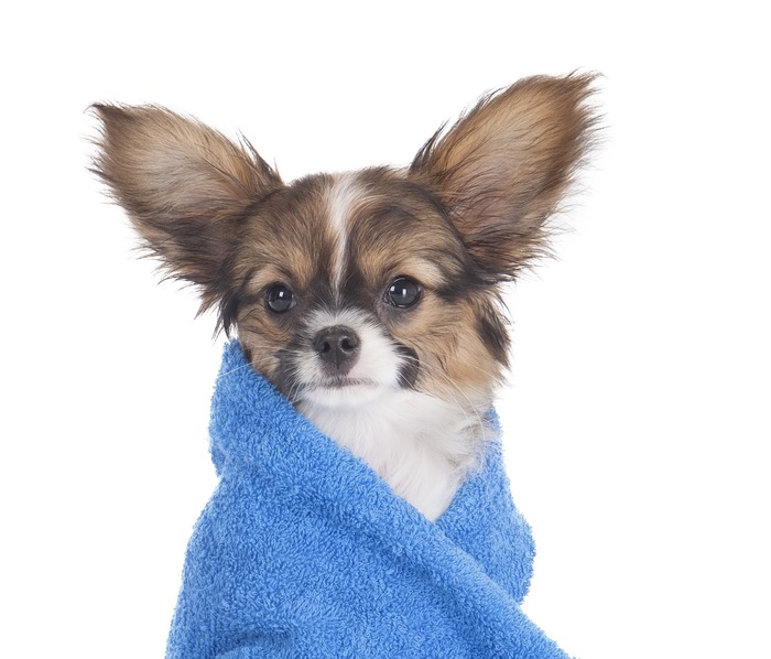 I thought you cut my dogs nails? Why are they still so long